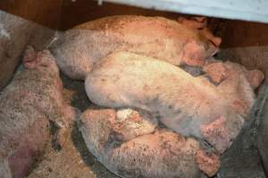 Piglets with mange - Australian pig farming - Captured at Korunye Park Piggery, Korunye SA Australia.