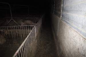 Grower/finisher pigs at Narrogin Piggery WA - Australian pig farming - Captured at Narrogin Piggery, Dumberning WA Australia.