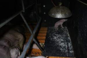 Farrowing crates at Wasleys Piggery SA - Australian pig farming - Captured at Wasleys Piggery, Pinkerton Plains SA Australia.