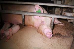 Farrowing crates at Girgarre Piggery VIC - Australian pig farming - Captured at Girgarre Piggery, Girgarre VIC Australia.