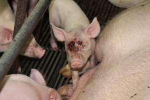 Piglet with facial wounds - Australian pig farming - Captured at Bungowannah Piggery, Bungowannah NSW Australia.