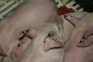 Farrowing crates at Dublin Piggery SA - Australian pig farming - Captured at Dublin Piggery, Dublin SA Australia.