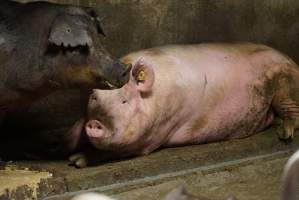 Group sow housing - Australian pig farming - Captured at Yelmah Piggery, Magdala SA Australia.