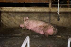 Group sow housing, living in excrement - Australian pig farming - Captured at Yelmah Piggery, Magdala SA Australia.