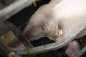 Farrowing crates at Mindarra Piggery WA - Australian pig farming - Captured at Mindarra Piggery (module 1), Boonanarring WA Australia.