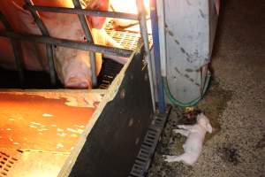 Dead piglet in aisle - Australian pig farming - Captured at Tailem Bend Piggery, Tailem Bend SA Australia.