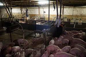 Weaner / grower piglets - Australian pig farming - Captured at Yelmah Piggery, Magdala SA Australia.