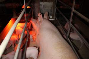 Farrowing crates at Finniss Park Piggery SA - Australian pig farming - Captured at Finniss Park Piggery, Mannum SA Australia.