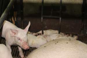 Farrowing crates at Bungowannah Piggery NSW - Australian pig farming - Captured at Bungowannah Piggery, Bungowannah NSW Australia.