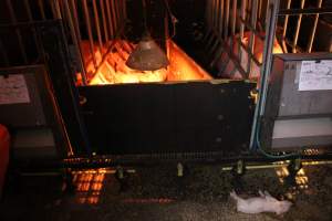 Dead piglet in aisle - Australian pig farming - Captured at Tailem Bend Piggery, Tailem Bend SA Australia.