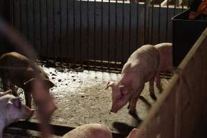 Weaner / grower piglets - Australian pig farming - Captured at Yelmah Piggery, Magdala SA Australia.