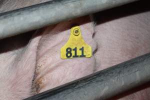 Farrowing crates at Selko Piggery NSW - Australian pig farming - Captured at Selko Piggery, Narrandera NSW Australia.