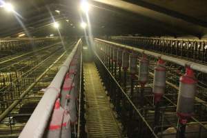 Sow stalls from above - Australian pig farming - Captured at Grong Grong Piggery, Grong Grong NSW Australia.