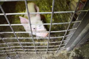 Farrowing crates at St Arnaud Piggery VIC - Australian pig farming - Captured at St Arnaud Piggery Units 2 & 3, Saint Arnaud VIC Australia.