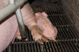 Farrowing crates at Selko Piggery NSW - Australian pig farming - Captured at Selko Piggery, Narrandera NSW Australia.