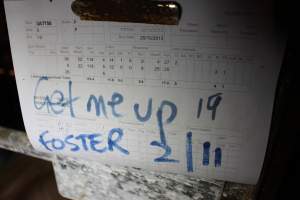 Farrowing record with 'get me up' written on it - Australian pig farming - Captured at Huntly Piggery, Huntly North VIC Australia.