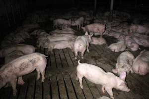 Grower/finisher pigs Light Piggery SA - Australian pig farming - Captured at Light Piggery, Lower Light SA Australia.