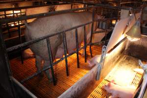 Farrowing crates at Huntly Piggery NSW - Australian pig farming - Captured at Huntly Piggery, Huntly North VIC Australia.