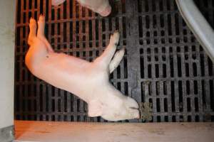 Farrowing crates at Sheaoak Piggery SA - Australian pig farming - Captured at Sheaoak Piggery, Shea-Oak Log SA Australia.