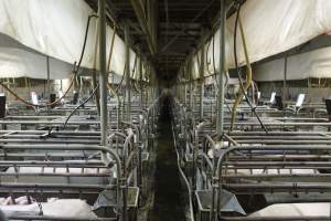 Looking down aisle of farrowing shed - Australian pig farming - Captured at Nambeelup Piggery, Nambeelup WA Australia.