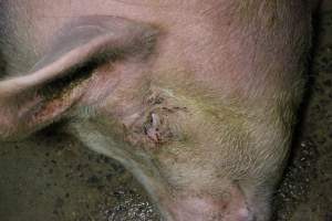 Farrowing crates at Wellington Piggery SA - Australian pig farming - Captured at Wellington Piggery, Wellington SA Australia.