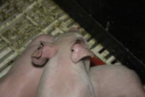 Farrowing crates at Dublin Piggery SA - Australian pig farming - Captured at Dublin Piggery, Dublin SA Australia.