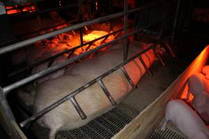 Farrowing crates at Finniss Park Piggery SA - Australian pig farming - Captured at Finniss Park Piggery, Mannum SA Australia.