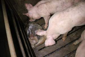 Rotting pig being eaten by other pigs - Cannibalised dead pig - Captured at Light Piggery, Lower Light SA Australia.