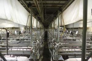 Looking down aisle of farrowing shed - Australian pig farming - Captured at Nambeelup Piggery, Nambeelup WA Australia.