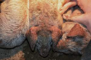 Piglets with mange - Australian pig farming - Captured at Korunye Park Piggery, Korunye SA Australia.