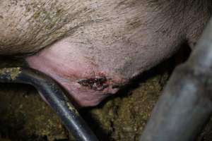 Farrowing crates at Wasleys Piggery SA - Australian pig farming - Captured at Wasleys Piggery, Pinkerton Plains SA Australia.