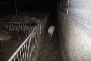 Grower/finisher pigs at Narrogin Piggery WA - Australian pig farming - Captured at Narrogin Piggery, Dumberning WA Australia.