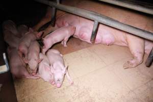 Farrowing crates at Girgarre Piggery VIC - Australian pig farming - Captured at Girgarre Piggery, Girgarre VIC Australia.