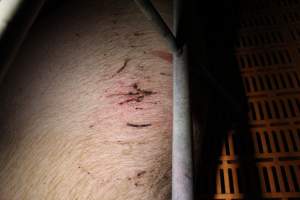Sow with cuts or scratches on back - Australian pig farming - Captured at Wasleys Piggery, Pinkerton Plains SA Australia.