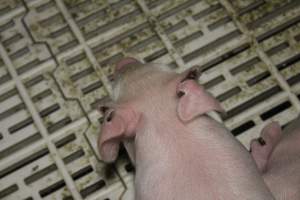 Farrowing crates at Dublin Piggery SA - Australian pig farming - Captured at Dublin Piggery, Dublin SA Australia.