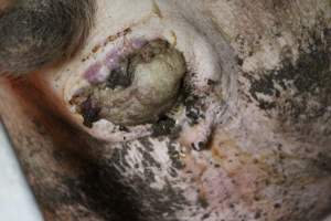 Farrowing crates at Sheaoak Piggery SA - Australian pig farming - Captured at Sheaoak Piggery, Shea-Oak Log SA Australia.