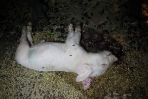 Dead piglet in aisle - Australian pig farming - Captured at Wasleys Tailem Bend Piggery, Tailem Bend SA Australia.