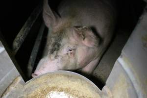 Farrowing crates at Wellington Piggery SA - Australian pig farming - Captured at Wellington Piggery, Wellington SA Australia.