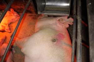 Sow with pressure sore - Australian pig farming - Captured at Finniss Park Piggery, Mannum SA Australia.