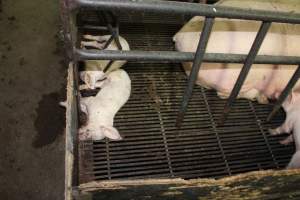 Farrowing crates at Bungowannah Piggery NSW - Australian pig farming - Captured at Bungowannah Piggery, Bungowannah NSW Australia.