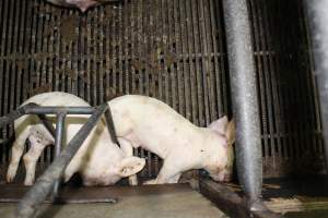 Farrowing crates at Bungowannah Piggery NSW - Australian pig farming - Captured at Bungowannah Piggery, Bungowannah NSW Australia.