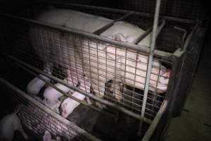 Farrowing crates at Willawa Piggery NSW - Australian pig farming - Captured at Willawa Piggery, Grong Grong NSW Australia.