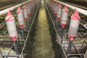 Sow stalls from above - Australian pig farming - Captured at Grong Grong Piggery, Grong Grong NSW Australia.