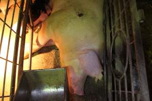 Farrowing crates at St Arnaud Piggery VIC - Australian pig farming - Captured at St Arnaud Piggery Units 2 & 3, St Arnaud VIC Australia.