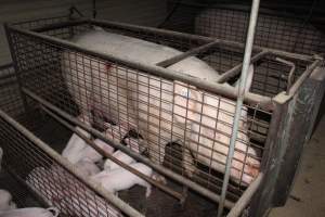 Farrowing crates at Willawa Piggery NSW - Australian pig farming - Captured at Willawa Piggery, Grong Grong NSW Australia.