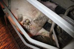 Farrowing crates at Sheaoak Piggery SA - Australian pig farming - Captured at Sheaoak Piggery, Shea-Oak Log SA Australia.