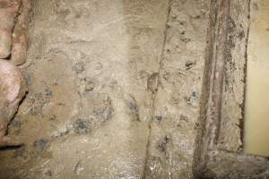 Grower/finisher pigs living in excrement - Australian pig farming - Captured at Narrogin Piggery, Dumberning WA Australia.