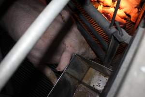 Farrowing crates at Selko Piggery NSW - Australian pig farming - Captured at Selko Piggery, Narrandera NSW Australia.