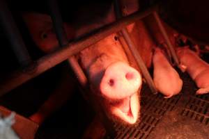 Farrowing crates at Wasleys Tailem Bend Piggery SA - Australian pig farming - Captured at Tailem Bend Piggery, Tailem Bend SA Australia.