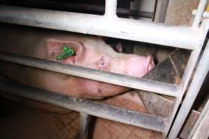 Farrowing crates at Girgarre Piggery VIC - Australian pig farming - Captured at Girgarre Piggery, Girgarre VIC Australia.